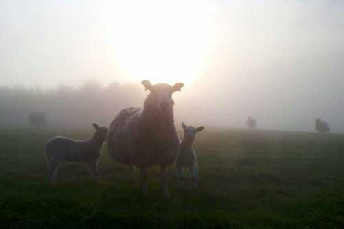 Misty Morning Lambs