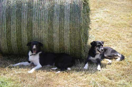 Our Farm Dogs